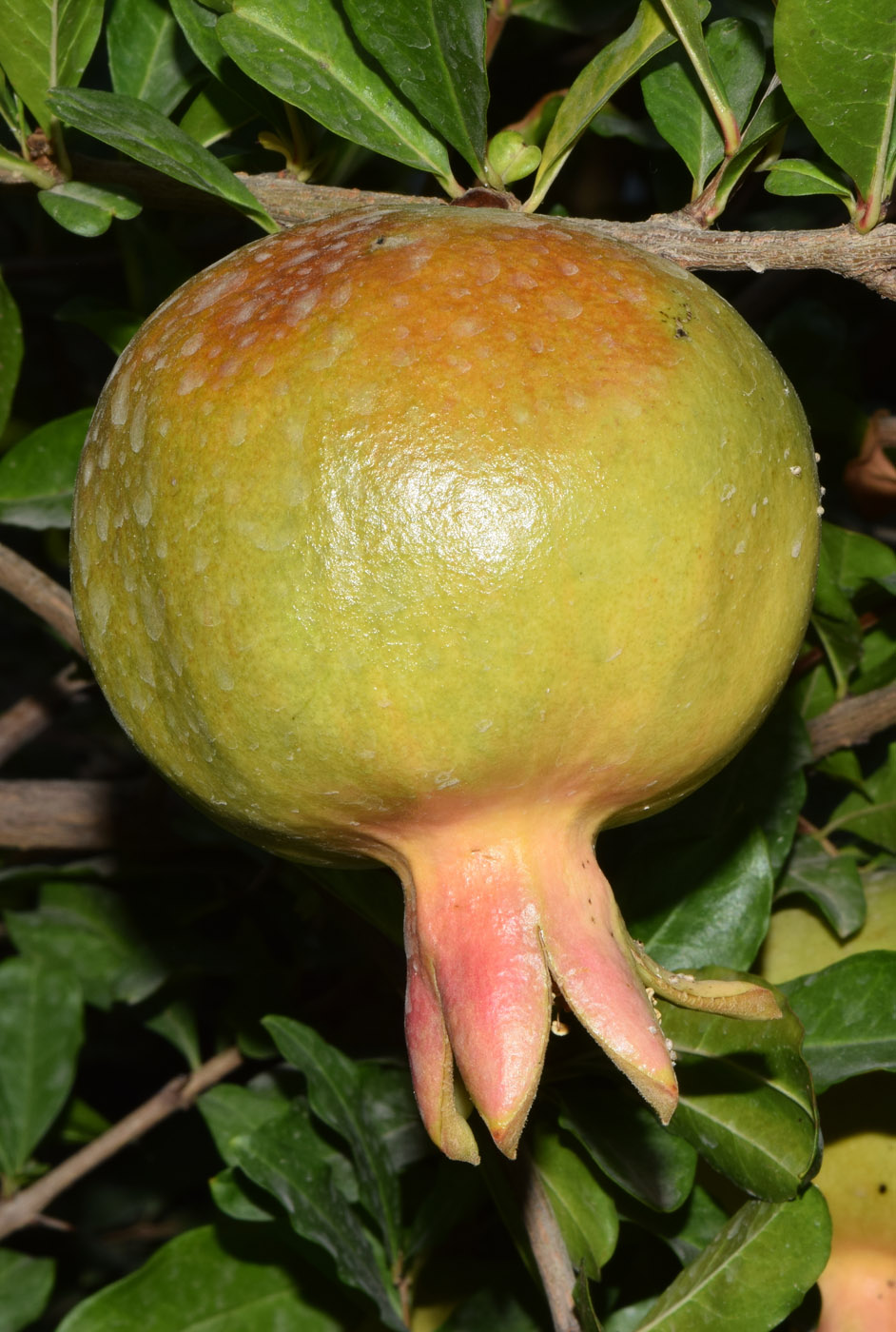 Image of Punica granatum specimen.