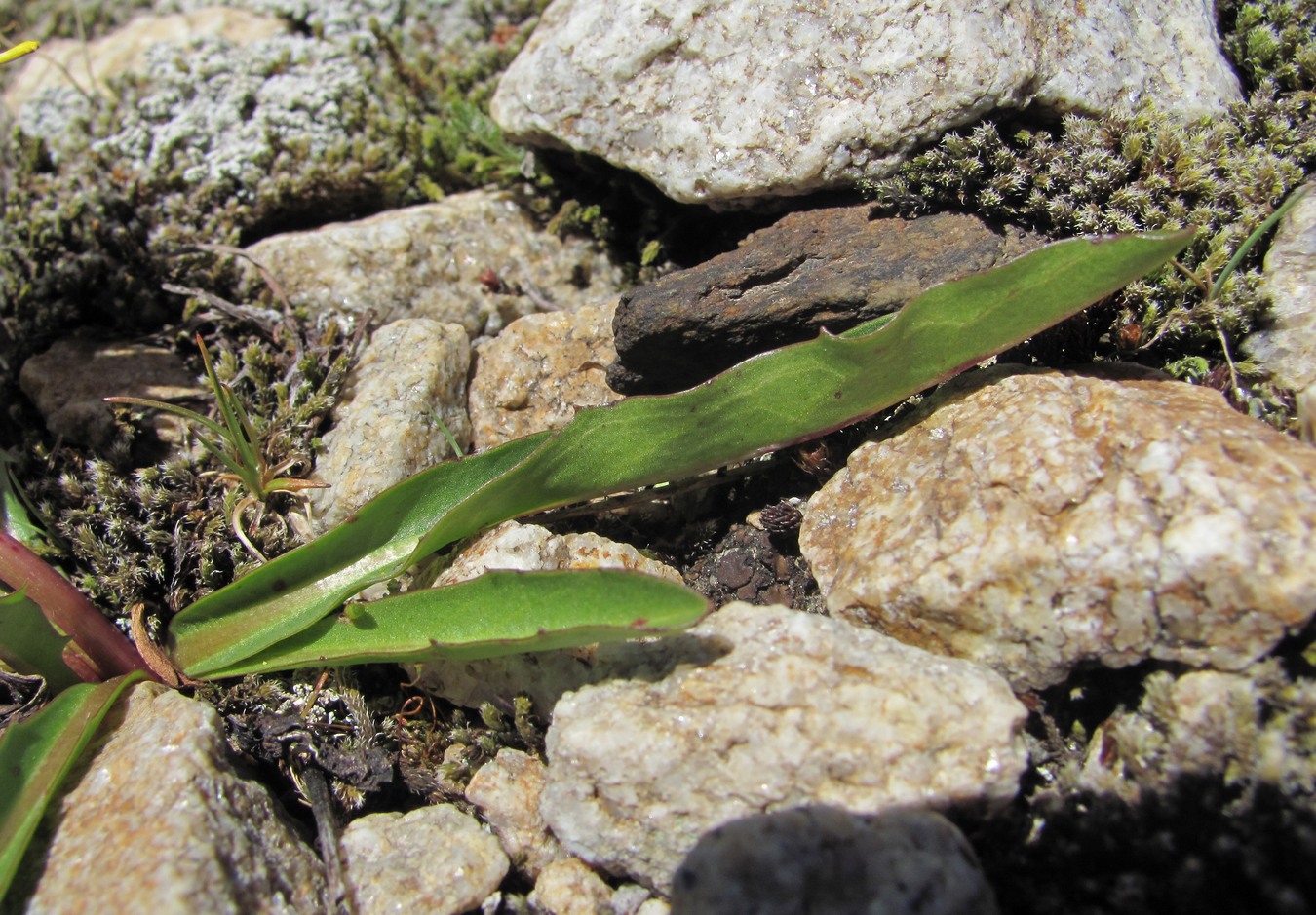 Image of Taraxacum stevenii specimen.