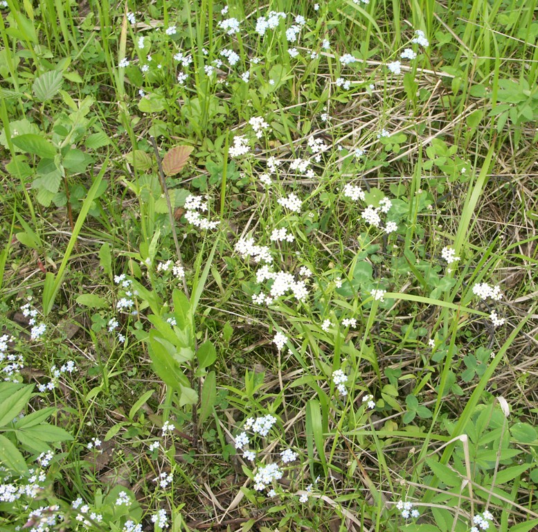 Image of Myosotis nemorosa specimen.