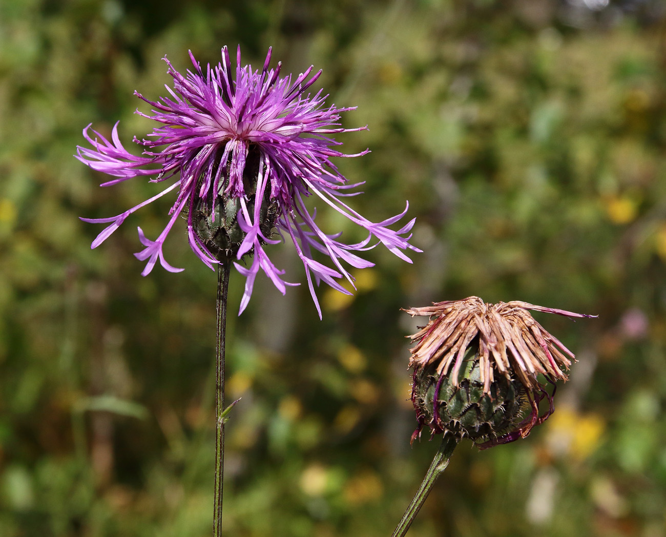 Image of Centaurea scabiosa specimen.