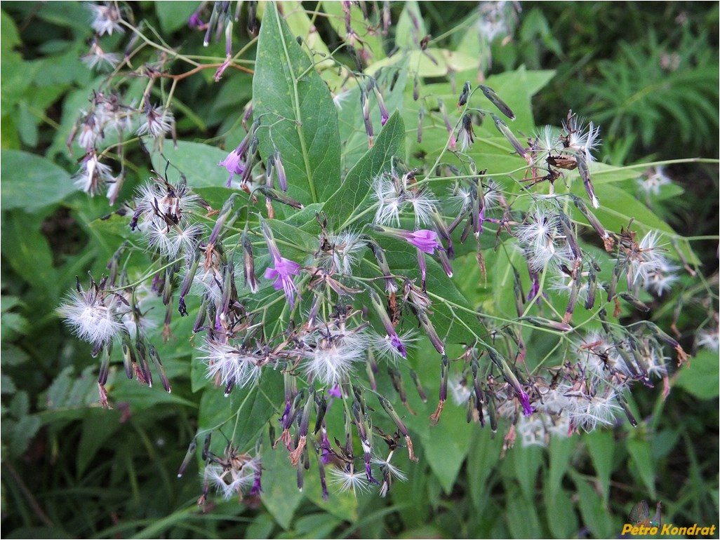 Изображение особи Prenanthes purpurea.