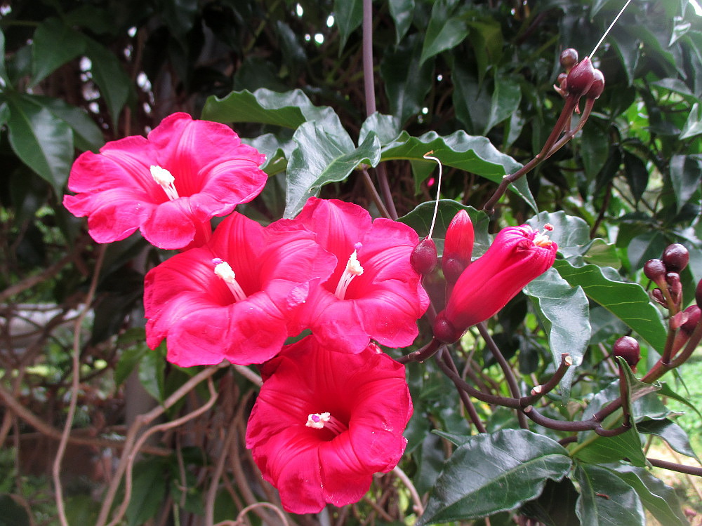 Image of Ipomoea horsfalliae specimen.