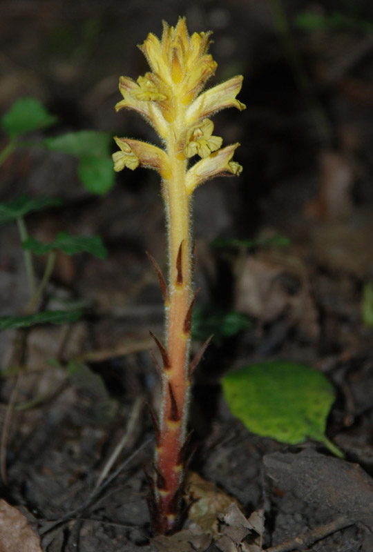 Изображение особи Orobanche laxissima.