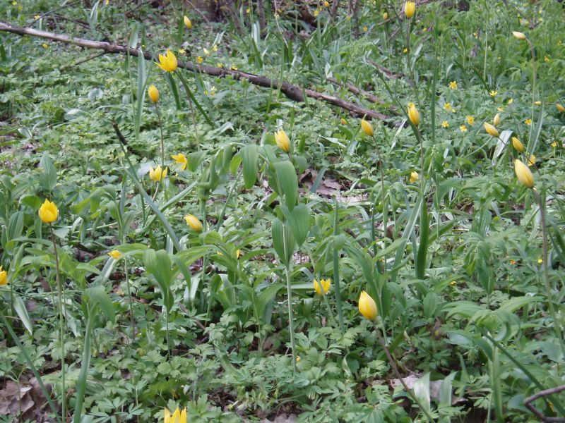 Image of Tulipa biebersteiniana specimen.