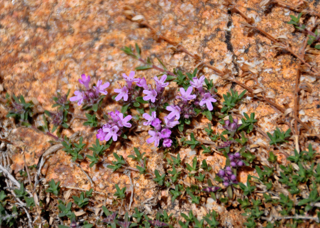 Изображение особи род Thymus.