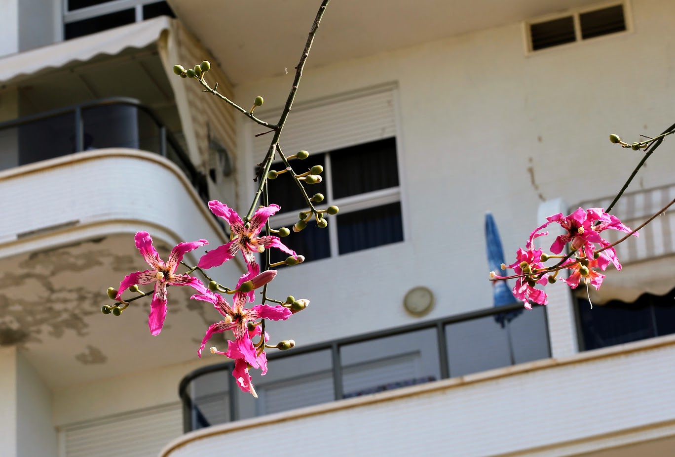 Image of Ceiba speciosa specimen.