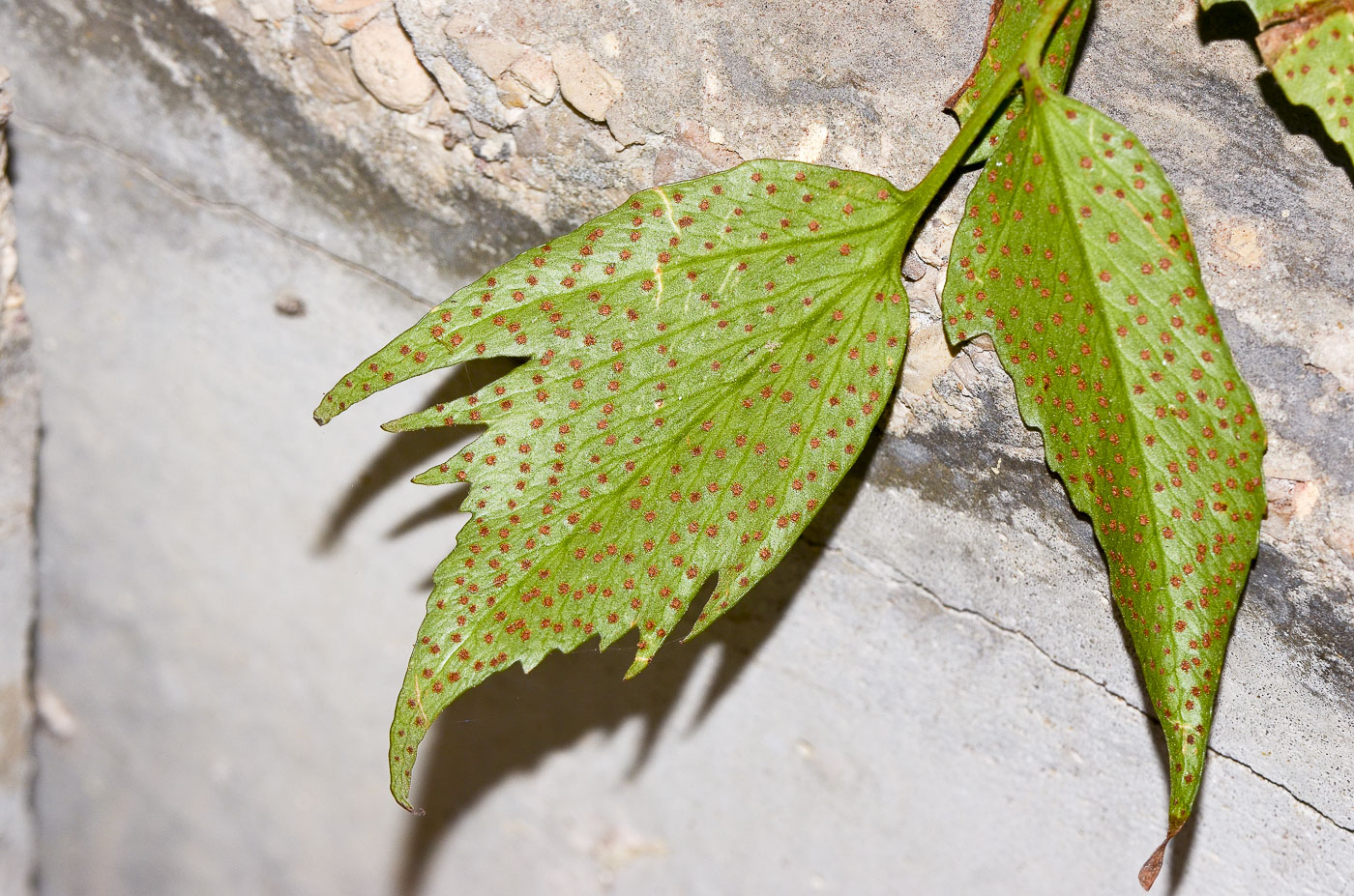 Image of Cyrtomium falcatum specimen.