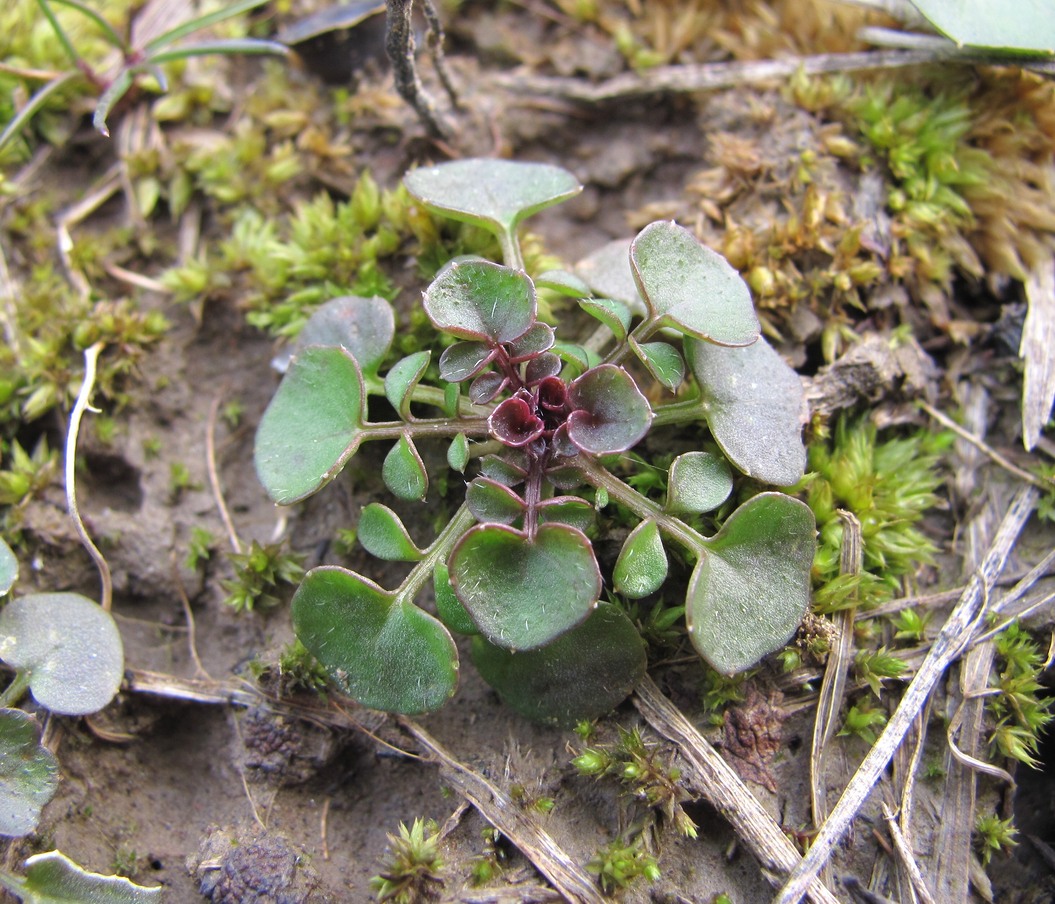 Image of Cardamine hirsuta specimen.