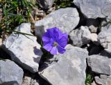 Viola oreades. Цветок. Адыгея, Фишт-Оштеновский массив, гора Оштен, ≈ 2800 м н.у.м., каменистая осыпь. 06.07.2017.