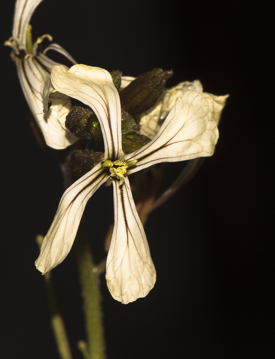 Image of Eruca sativa specimen.