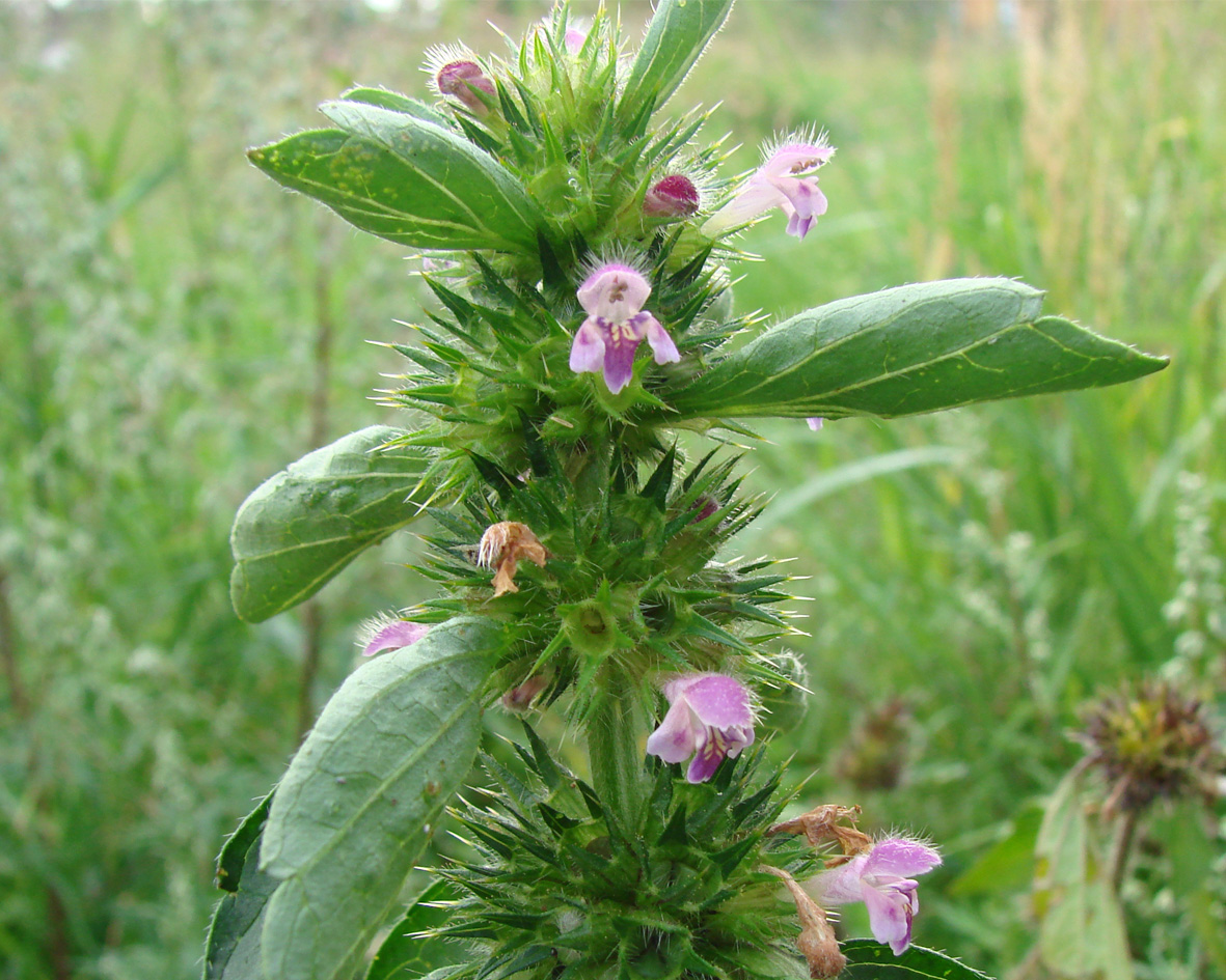 Image of Galeopsis bifida specimen.