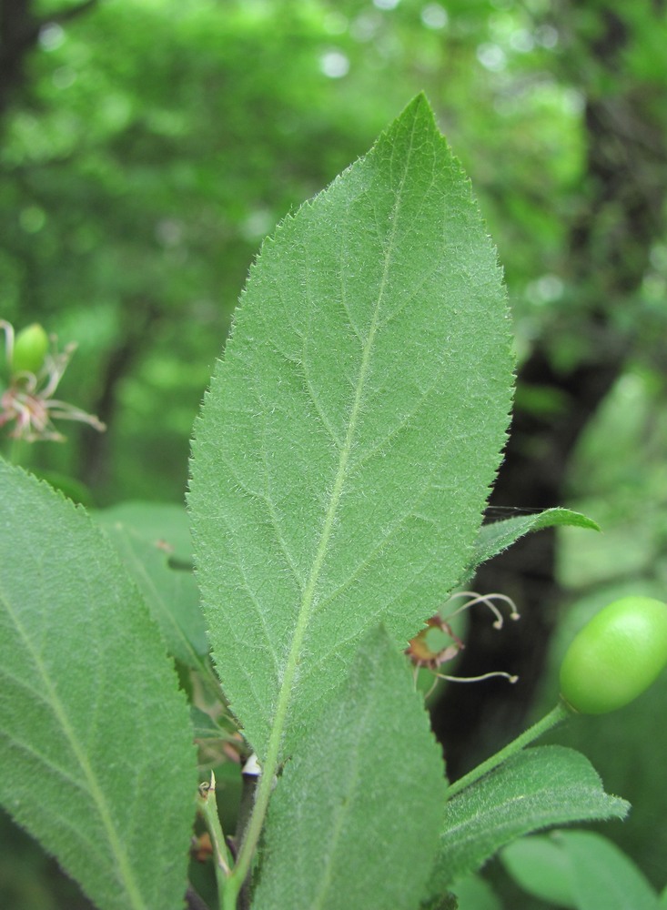 Image of Prunus cerasifera ssp. caspica specimen.