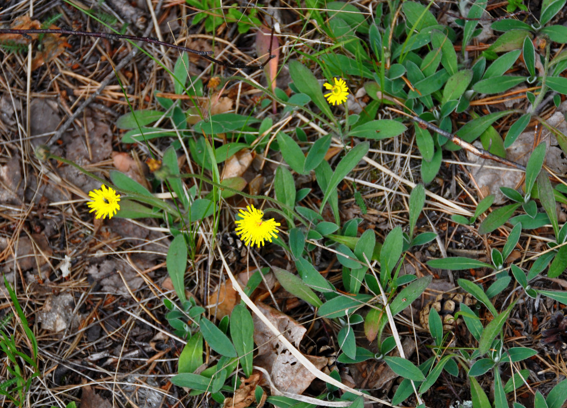 Image of Pilosella officinarum specimen.