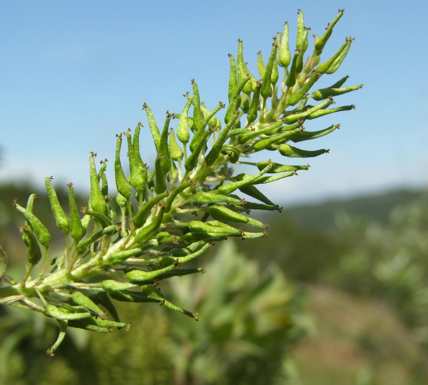 Image of Salix bebbiana specimen.