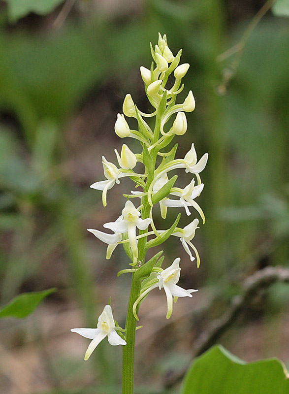 Изображение особи Platanthera bifolia.