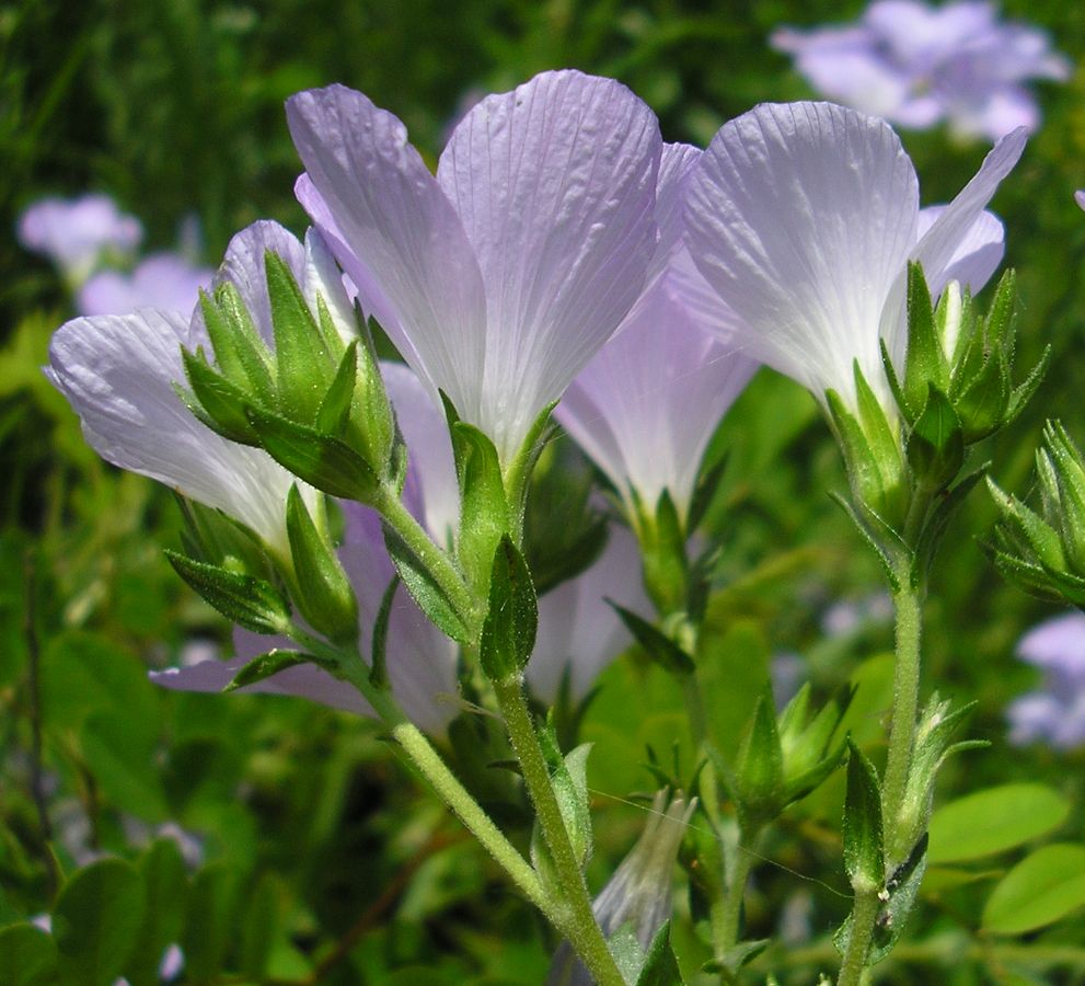 Изображение особи Linum hirsutum.