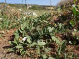 Convolvulus arvensis. Цветущее растение на сухих побегах Cuscuta, обвивающей придорожные камни и растения. Греция, Эгейское море, о. Парос, окр. г. Продромос, Византийская тропа; рядом с туристической пешеходной дорогой. 23.04.2018.