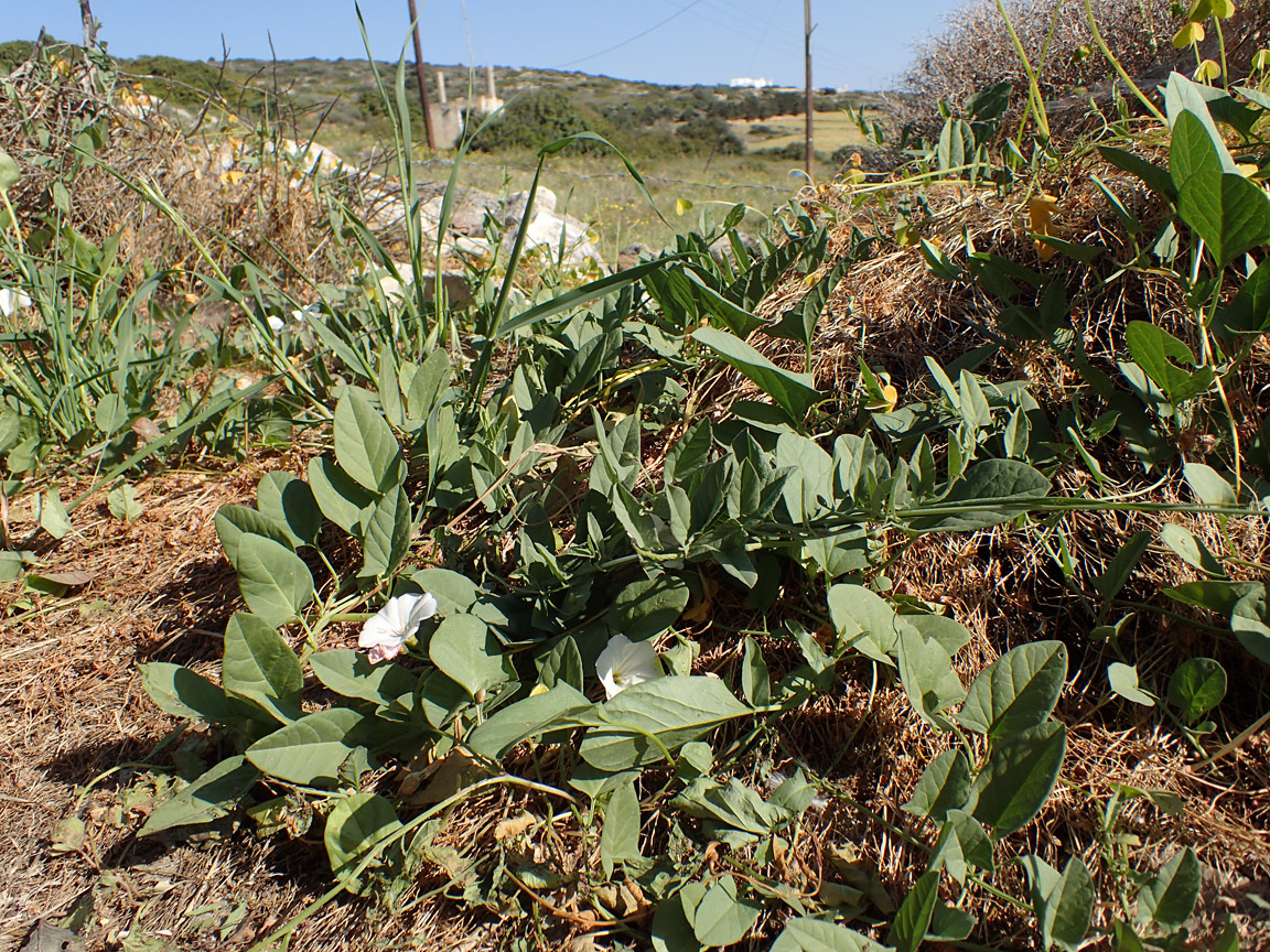 Image of Convolvulus arvensis specimen.