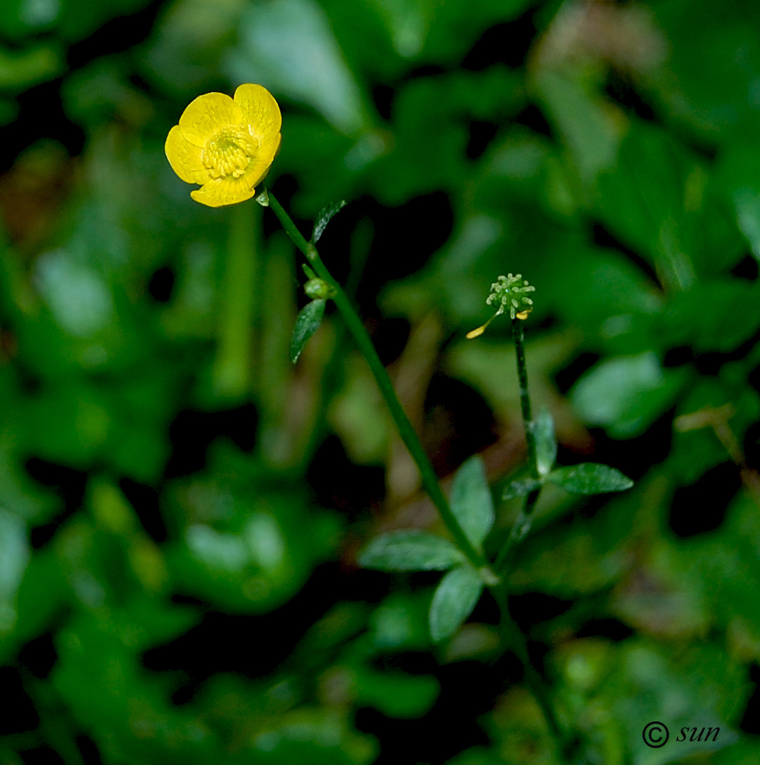 Image of genus Ranunculus specimen.