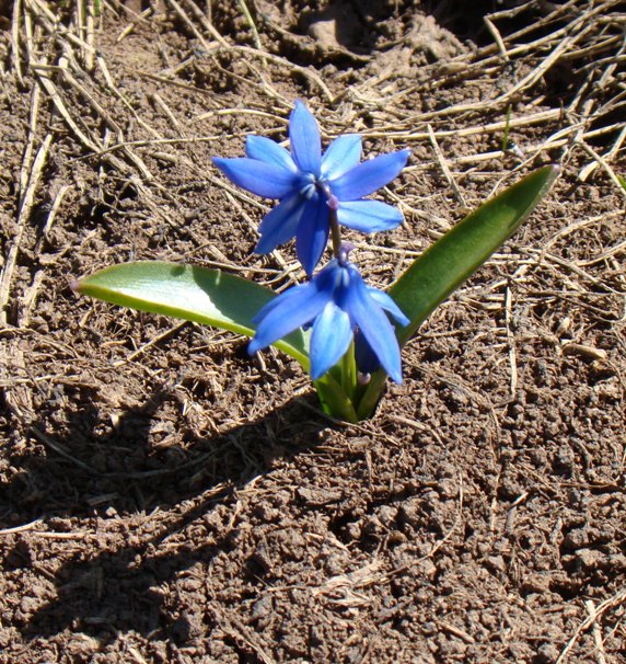 Изображение особи Scilla armena.