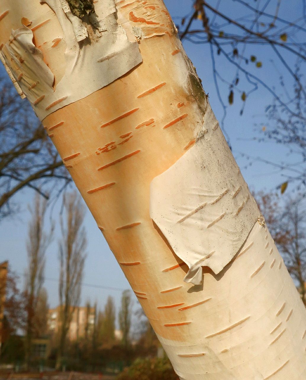 Image of Betula papyrifera specimen.