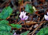 Cyclamen persicum. Цветок. Турция, национальный парк Олимпос-Бейдаглары, окр. бухты Чиралы, опушка сосняка. 01.01.2019.