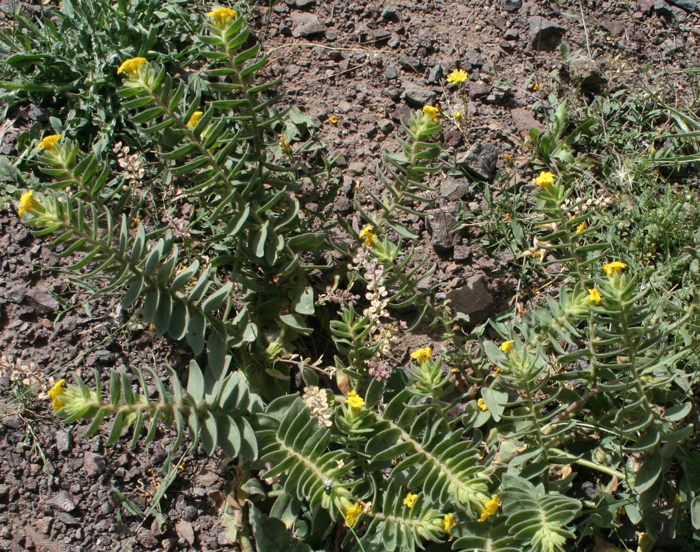 Image of Alkanna orientalis specimen.