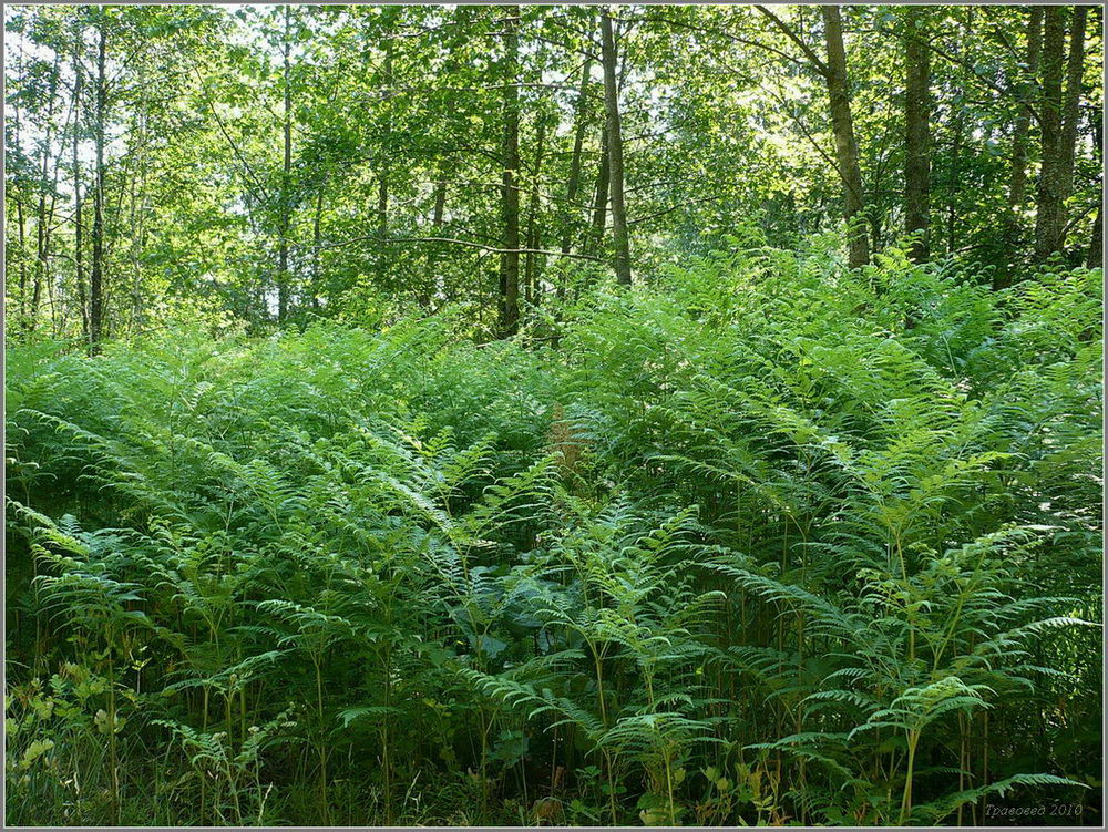 Изображение особи Pteridium pinetorum.