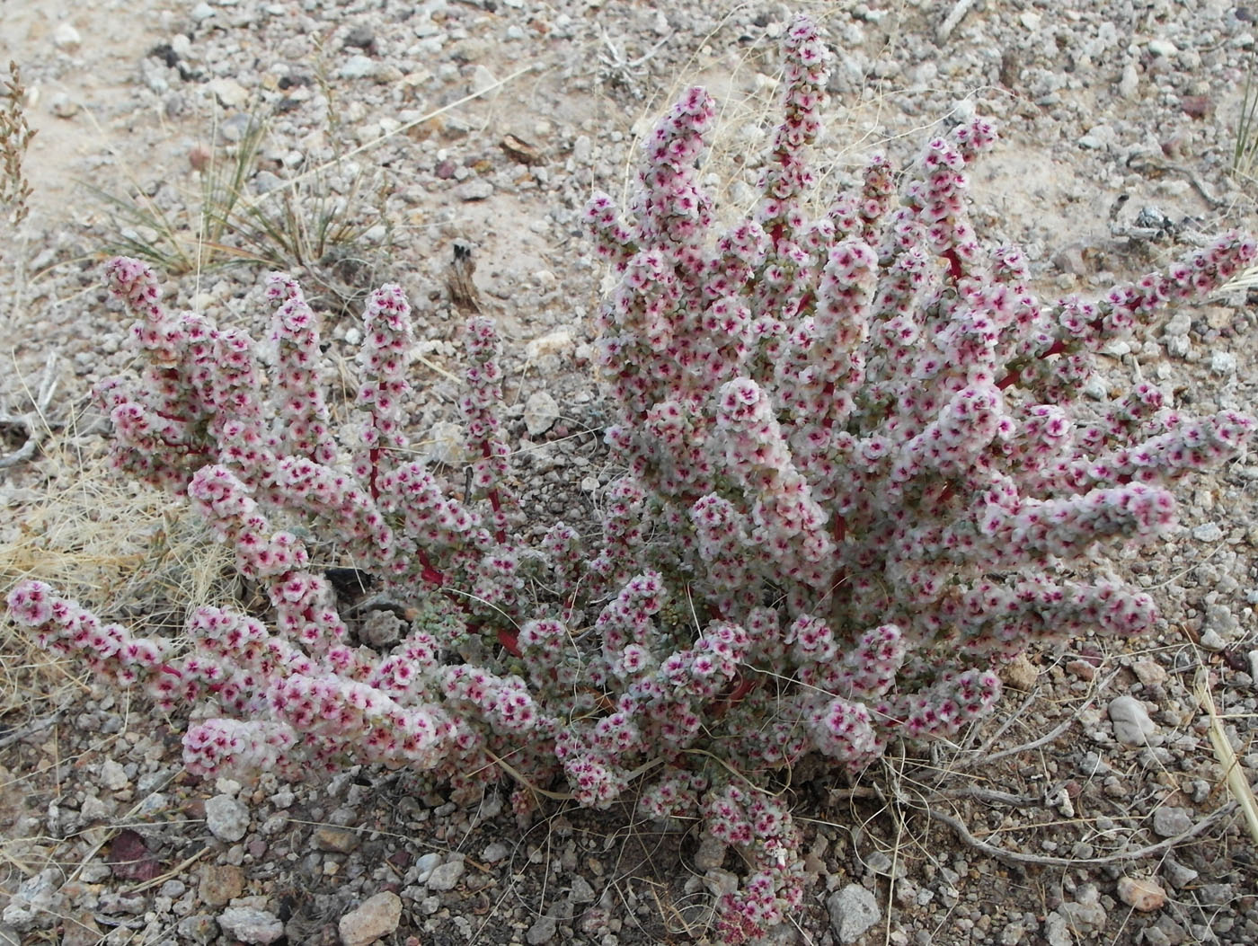 Image of Halogeton glomeratus specimen.