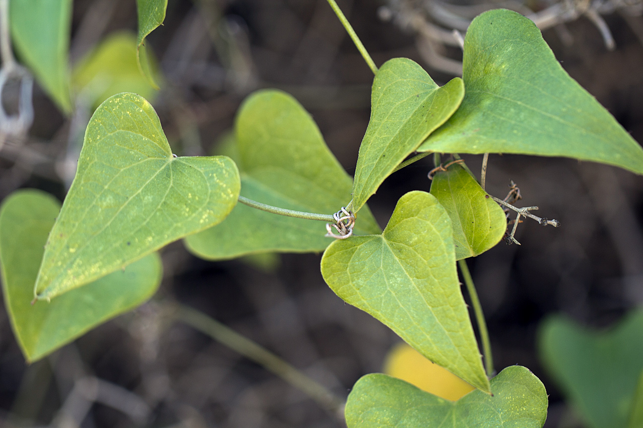 Image of Smilax aspera specimen.