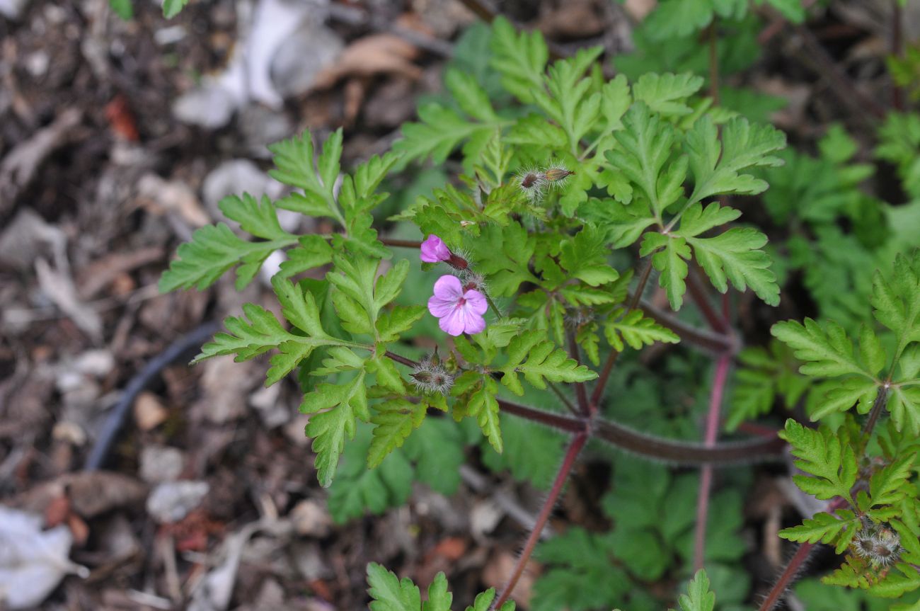 Изображение особи Geranium robertianum.