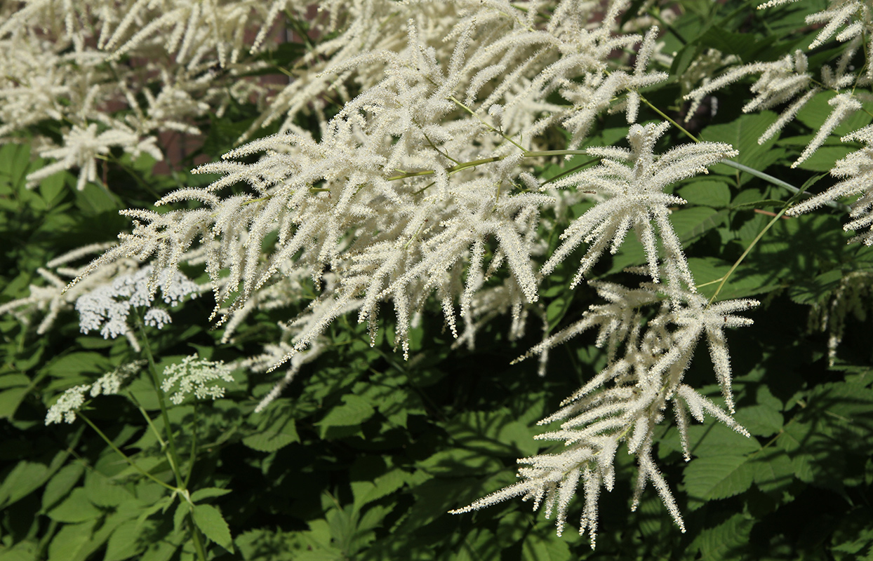 Image of Aruncus sylvestris specimen.