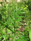 Pyrethrum coccineum. Лист. Кабардино-Балкария, Эльбрусский р-н, долина р. Каяртысу, ок. 1700 м н.у.м., луговина у лесной дороги. 02.07.2019.