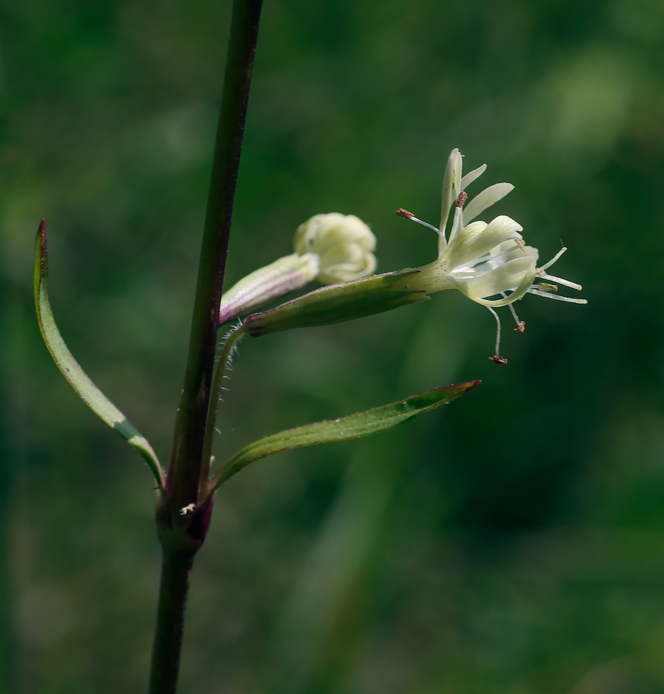 Image of Silene tatarica specimen.