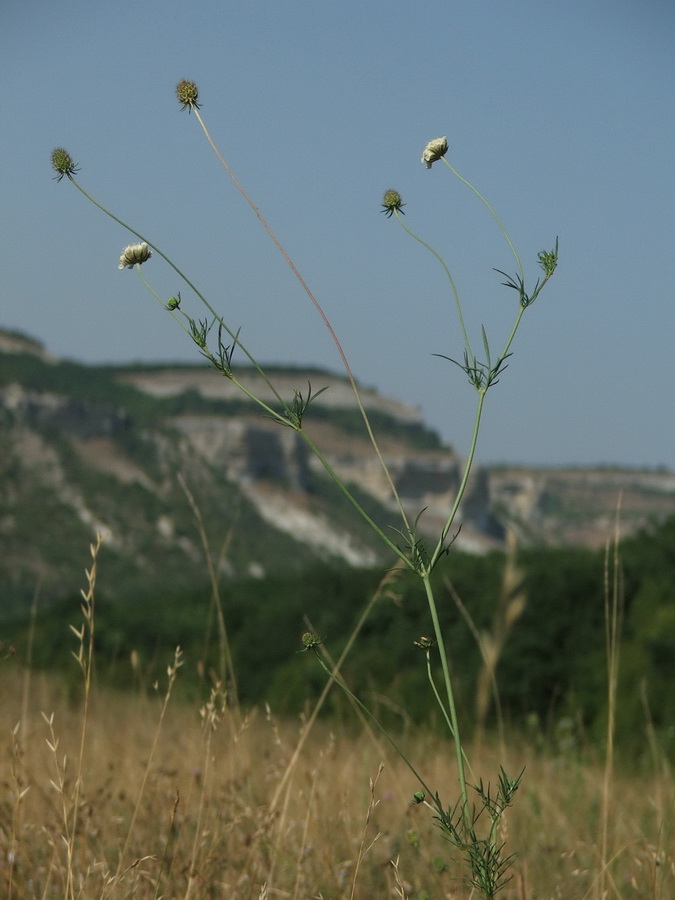 Image of Scabiosa praemontana specimen.