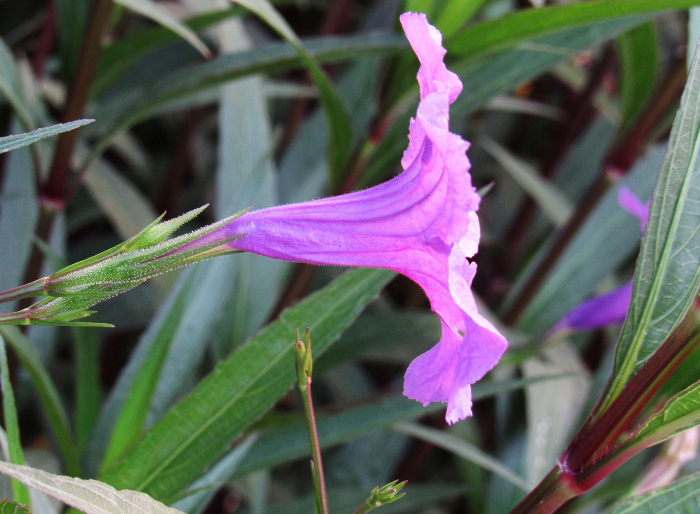 Image of Ruellia simplex specimen.