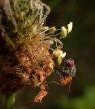 Plantago lanceolata. Часть соцветия с кормящейся мухой. Карелия, Лахденпохский р-н, окр. пос. Ихала, разнотравный луг вблизи грунтовой дороги. 13.07.2019.