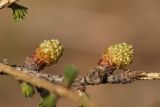 Larix sibirica