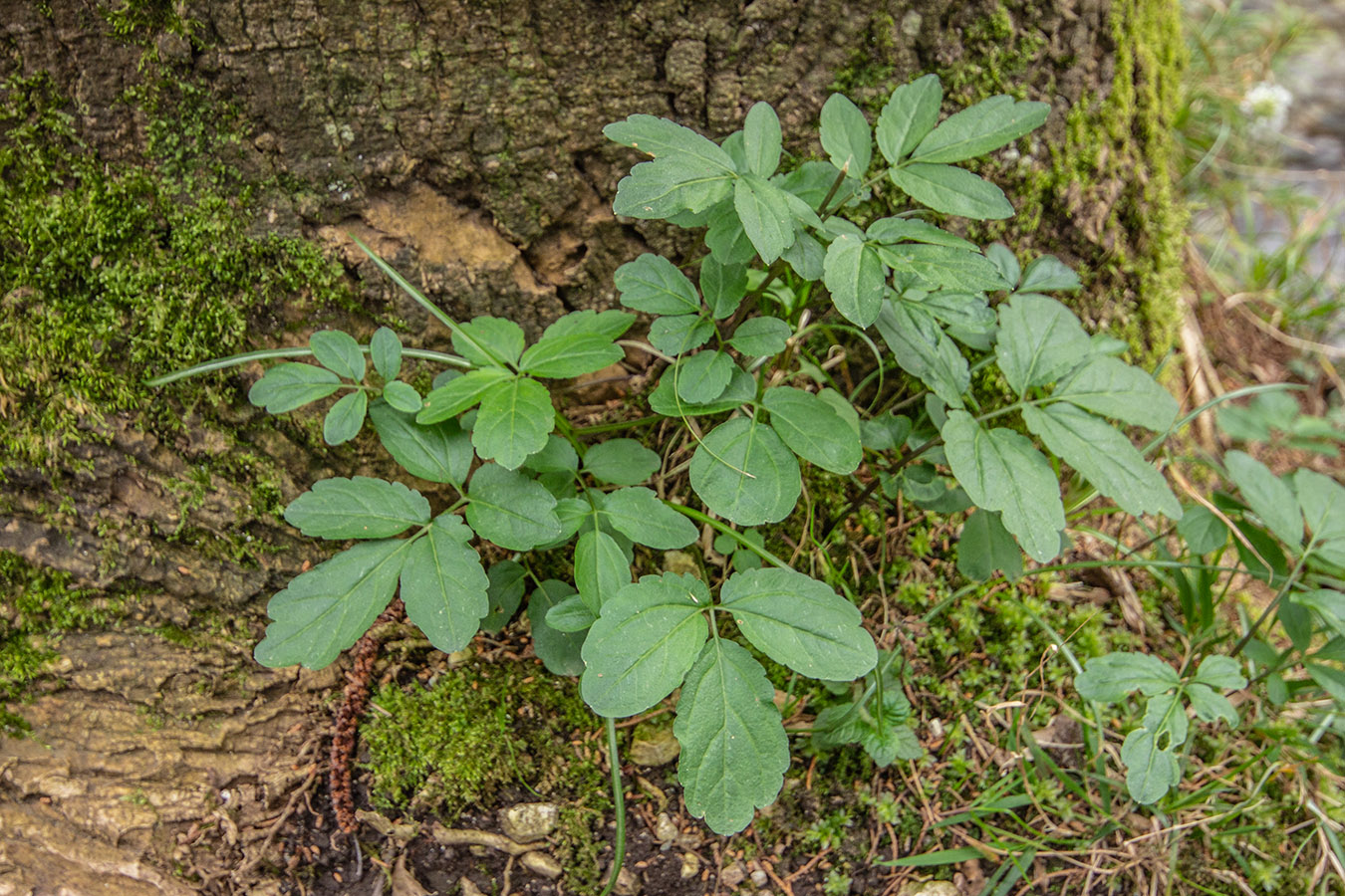 Image of Cardamine quinquefolia specimen.