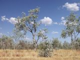 Eucalyptus pruinosa. Вегетирующие растения. Австралия, северо-западный Квинсленд, возле трассы Burke Developmental Rd (№ 83). южнее г. Нормантон. Конец сухого сезона (сезон gurreng). 11.10.2009.