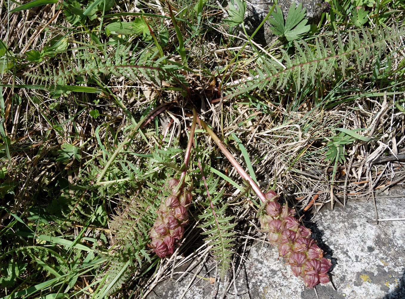 Image of Pedicularis alberti specimen.