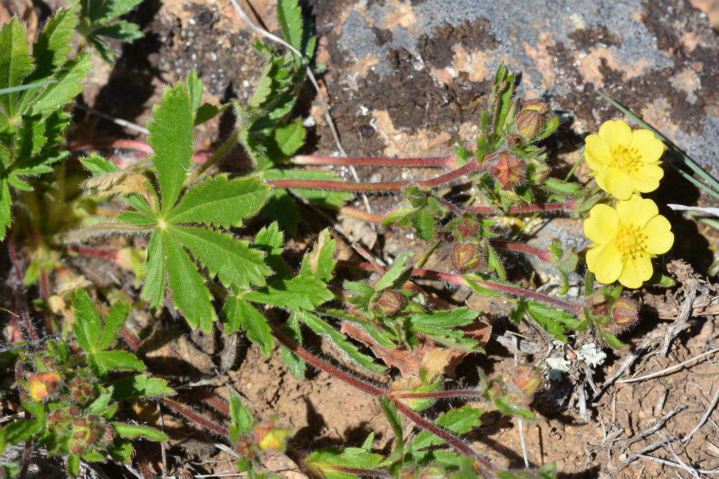 Image of Potentilla humifusa specimen.