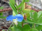 Commelina communis