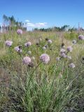 Allium senescens subspecies glaucum. Цветущие и плодоносящие растения. Юг Красноярского края, окр. г. Минусинск. 02.07.2010.