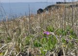 Primula patens