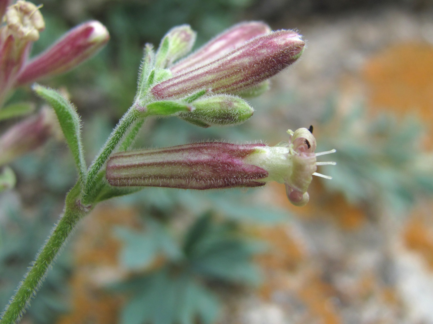 Image of Silene pygmaea specimen.