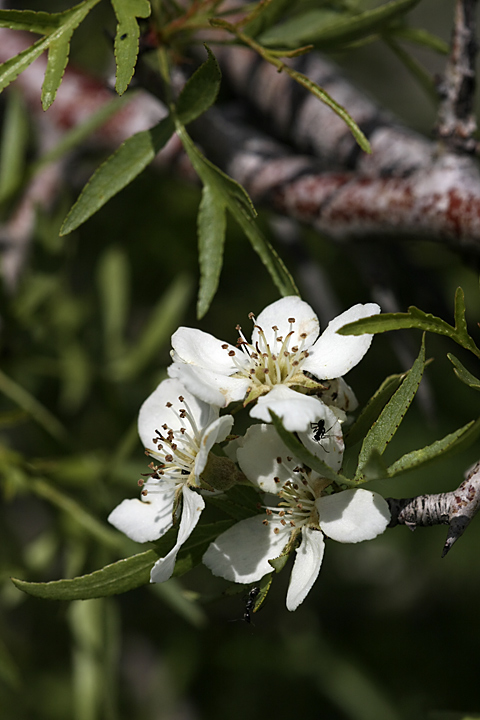 Изображение особи Pyrus regelii.