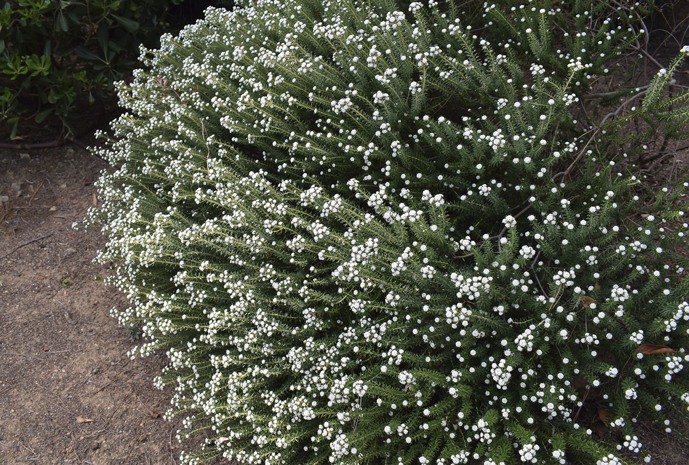 Изображение особи Phylica ericoides.