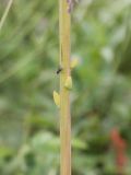 Ligularia altaica