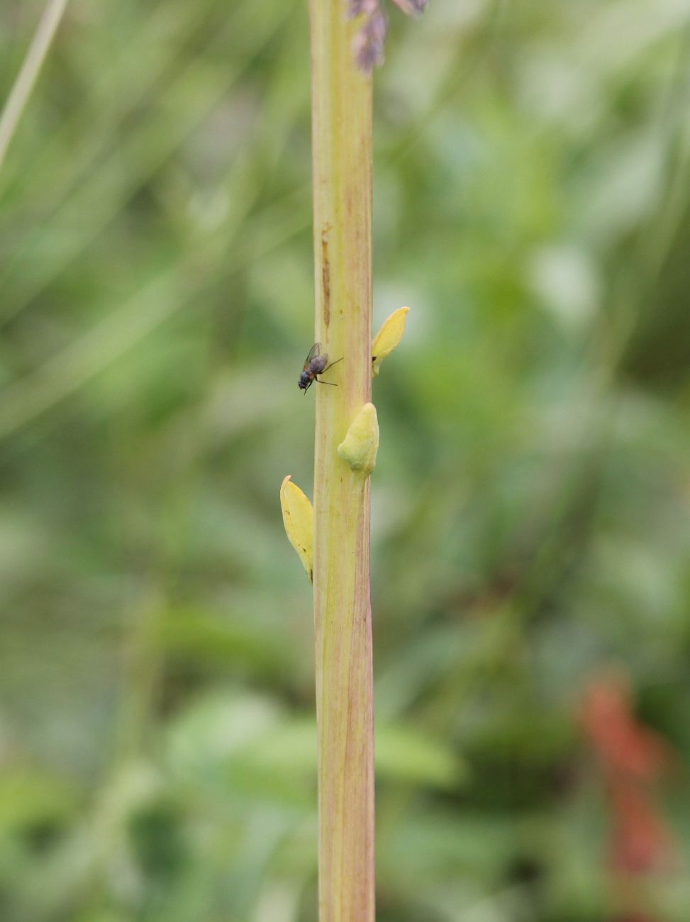 Image of Ligularia altaica specimen.